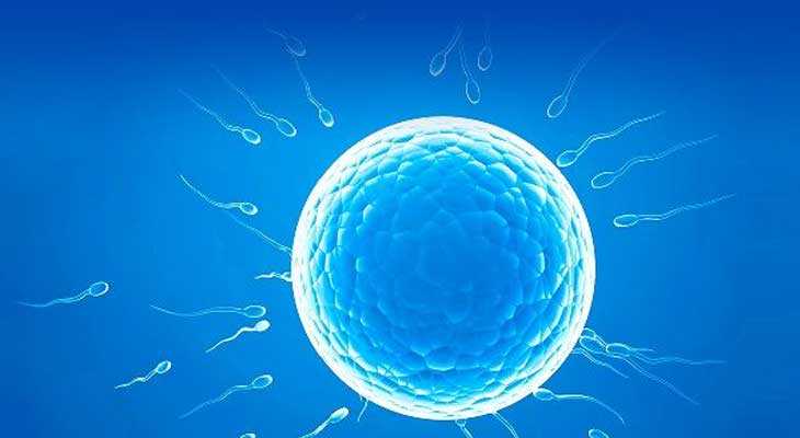 济南哪些医院供卵,试管婴儿胚胎分裂8细胞 如何分级别？_试管婴儿孕早期能吃