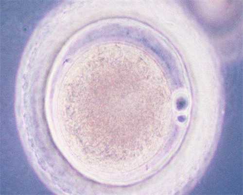 供卵试管与广州试管婴儿价格及痛苦解析